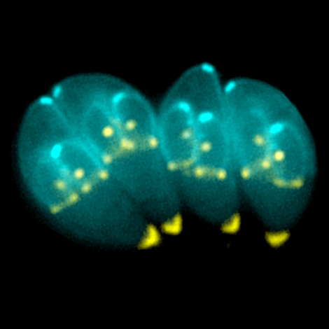Dividing Toxo parasites. (Image: Ke Hu & John Murray/Wikimedia)